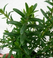 Bylica draganek - Estragon (Artemisia dracunculus)