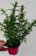 Bylica draganek - Estragon (Artemisia dracunculus)
