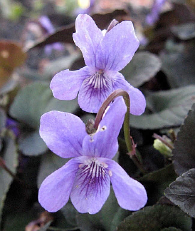 Fiołek labradorski 'Purpurea' (Viola labradorica 'Purpurea')