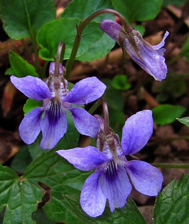 Fiołek wonny (Viola odorata)