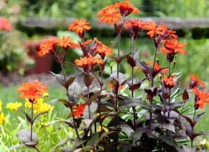 Firletka Akwrighta ‘Vesuvius’ (Lychnis x arkwrightii)