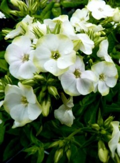 Floks wiechowaty 'Jade' (phlox paniculata 'Jade")