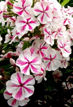 Floks wiechowaty 'Twister' Płomyk Phlox paniculata 'Twister'