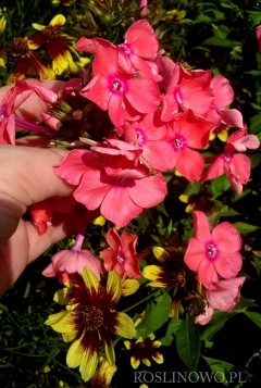 Floks wiechowaty 'Watermelon Punch' (Phlox paniculata) 