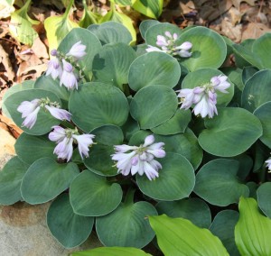 Funkia 'Blue Mouse Ears' (Hosta)