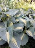 Funkia 'Dream Queen' (Hosta)