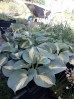 Funkia 'Dream Queen' (Hosta)