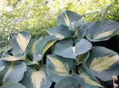 Funkia 'Dream Queen' (Hosta)