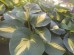 Funkia 'Dream Queen' (Hosta)