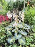 Funkia 'Dream Queen' (Hosta)