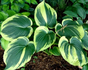 Funkia 'Earth Angel' (Hosta)