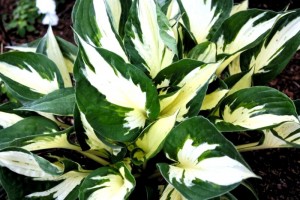 Funkia 'Eternal Flame' (Hosta)