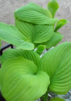 Funkia 'Guacamole' (hosta)