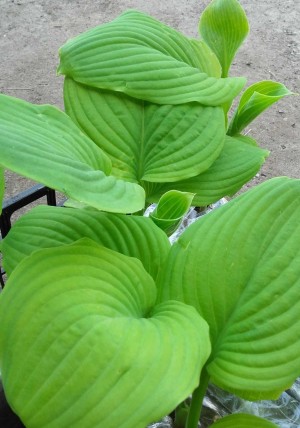 Funkia 'Guacamole' (hosta)