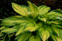 Funkia 'On Stage' (Hosta)