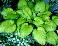 Funkia 'Stained Glass' (Hosta)