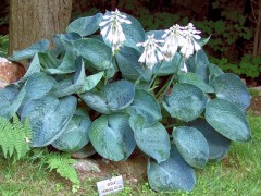 Funkia ‘Abiqua Drinking Guard’ (Hosta)