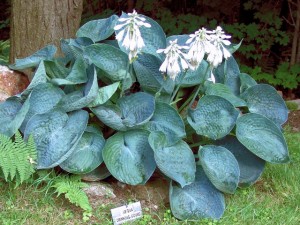 Funkia ‘Abiqua Drinking Guard’ (Hosta)