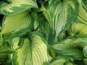 Funkia 'Albopicta' (Hosta)