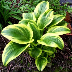 Funkia ‘Aureomarginata’ (Hosta)