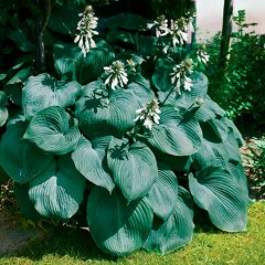 Hosta ‘Big Daddy’ (Funkia)