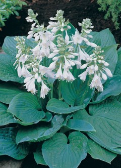 Funkia Siebolda 'Elegans' (Hosta sieboldiana)