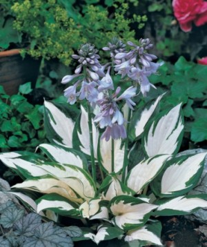 Funkia  ‘Fire and Ice’ (Hosta hybrida)