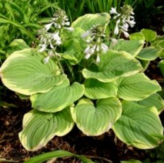 Funkia ‘Fragrant bouquet’ (Hosta)