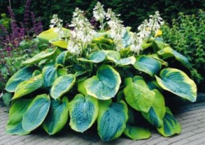 Funkia Siebolda ‘ Frances Williams’ (Hosta sieboldiana)