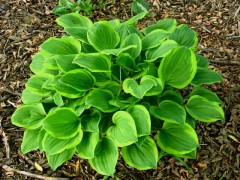 Funkia ‘Golden Tiara’ (Hosta)