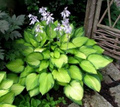 Hosta ‘Gold Standard’ (Funkia)