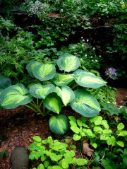 Funkia ‘Great Expectation’ (Hosta)