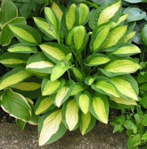 Funkia ‘Gypsy  Rose’ (Hosta)