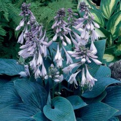 Hosta hybrida ‘Halcyon’ (Funkia)