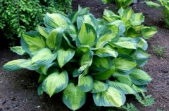 Funkia 'Kaptain Kirk' (Hosta)