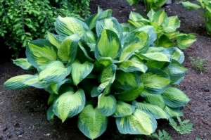 Funkia 'Kaptain Kirk' (Hosta)