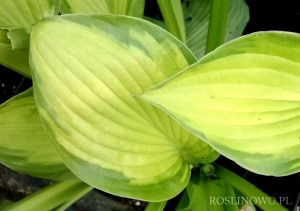 Funkia 'Lunar Orbit' (Hosta)