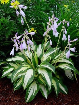 Funkia ‘Night Before Christmas’ (Hosta)