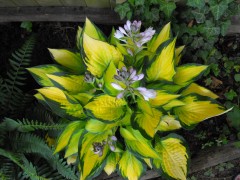 Hosta ‘Orange Marmalade’  (Funkia)