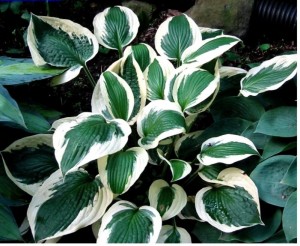 Hosta hybrida ‘Patriot (Funkia)