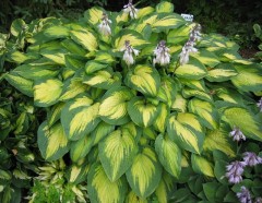 Funkia Paul’s Glory (Hosta)