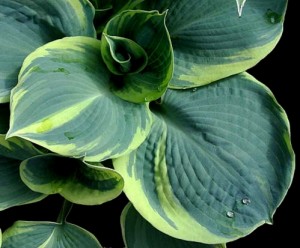 Funkia ‘Pizzazz’ (Hosta) 