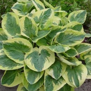 Funkia ‘Snow Cap’ (Hosta)