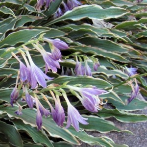 Funkia ‘Stiletto’ (Hosta)