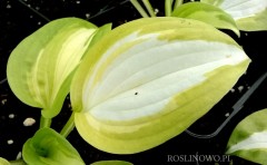 Funkia 'Summer Music' (Hosta)