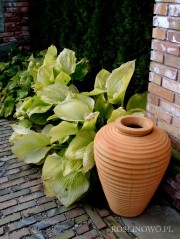 Funkia 'Sum & Substance' (Hosta)