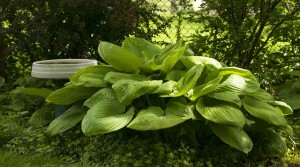 Funkia 'Sum & Substance' (Hosta)