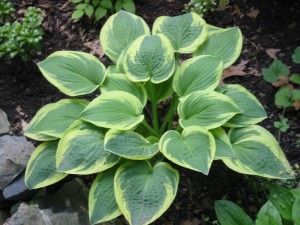 Hosta hybrida ‘Wide Brim’ (Funkia)