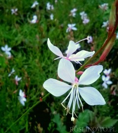 Gaura Lindheimera 'Whirling Butterflies' (Gaura lindheimeri)