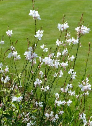 Gaura Lindheimera 'Whirling Butterflies' (Gaura lindheimeri)